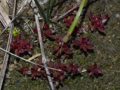 Crassula closiana