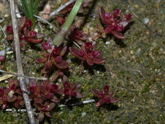 Crassula closiana
