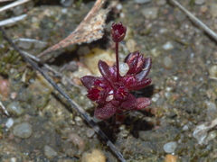 Crassula closiana