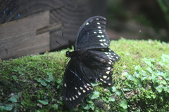 Papilio menatius victorinus
