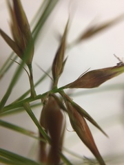 Rhynchospora corniculata