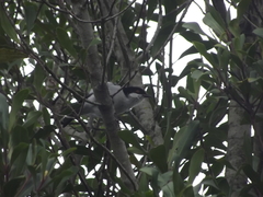 Dryoscopus cubla cubla