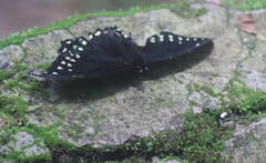Papilio menatius victorinus