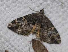 Chrysolarentia phaedra