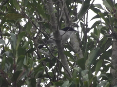 Dryoscopus cubla cubla