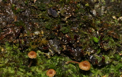 Peltigera dolichorhiza