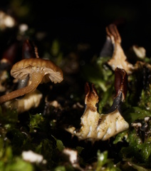 Peltigera dolichorhiza
