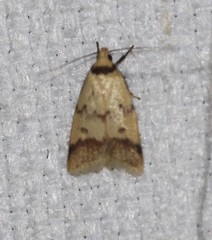 Heteroteucha anthodora