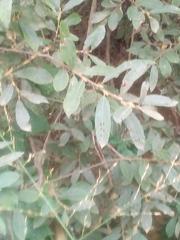 Saliceae