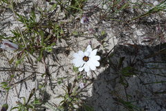 Dimorphotheca pluvialis