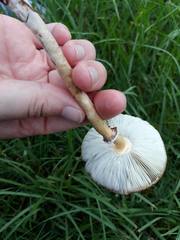 Chlorophyllum molybdites image