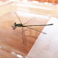 Chalcolestes viridis