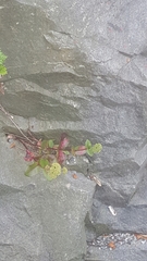 Hylotelephium maximum