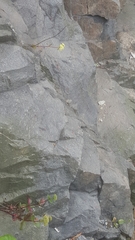 Hylotelephium maximum