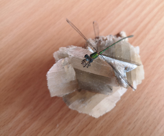 Chalcolestes viridis