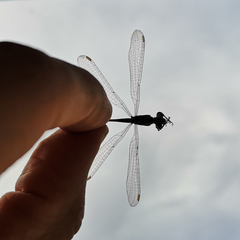 Chalcolestes viridis
