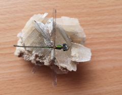 Chalcolestes viridis