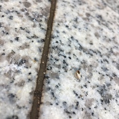 Kaliella