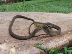 Phrynonax poecilonotus