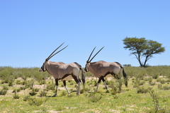 Oryx gazella