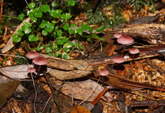 Mycena kurramulla