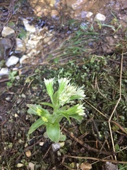 Petasites albus
