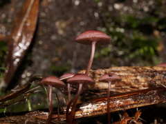 Mycena kurramulla