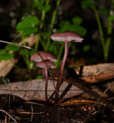 Mycena kurramulla