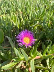 Carpobrotus acinaciformis