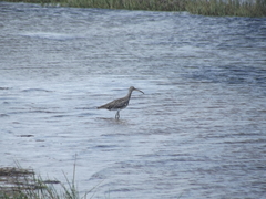 Numenius phaeopus phaeopus