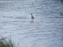 Numenius phaeopus phaeopus