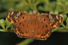 Coladenia indrani