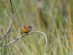 Stipiturus malachurus