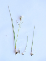 Trachyandra filiformis