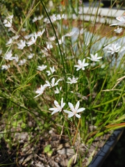 Trachyandra filiformis