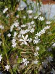 Trachyandra filiformis