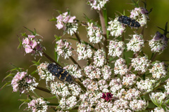 Acmaeoderella flavofasciata