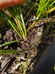 Trachyandra filiformis