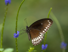 Papilio dravidarum