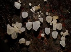 Physalacria australiensis