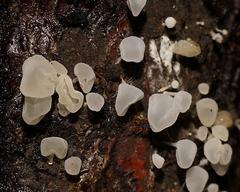 Physalacria australiensis