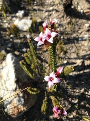 Sonderothamnus speciosus