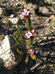 Sonderothamnus speciosus