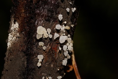 Physalacria australiensis