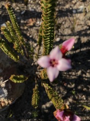 Sonderothamnus speciosus