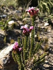 Sonderothamnus speciosus