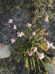 Sonderothamnus speciosus