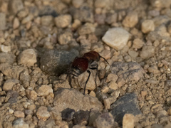 Pseudomethoca propinqua