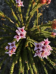 Sonderothamnus speciosus