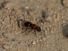 Pseudomethoca propinqua